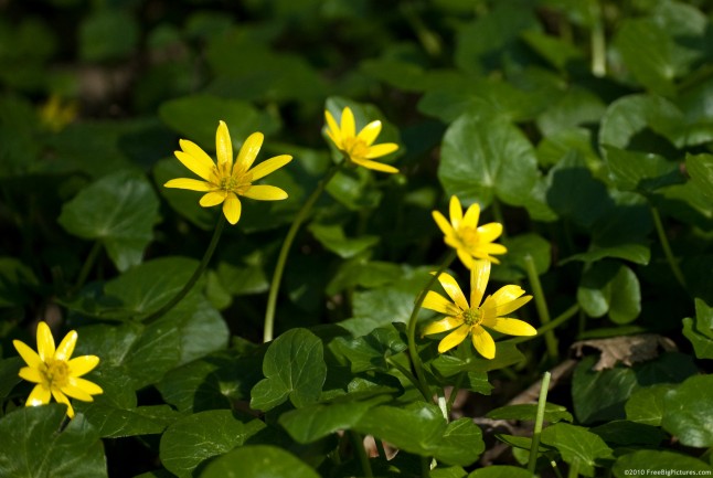 A small yellow flower with 9 petals